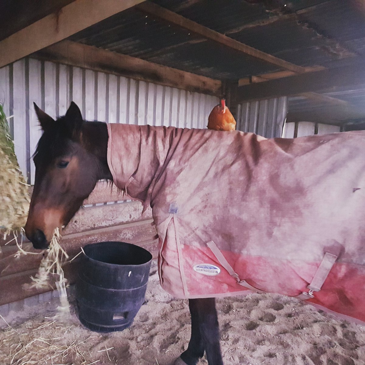 jacqvella's tweet photo. Pedro the rooster was all set for the night with Princess 'Sheza Westburn Jewel' πππ
#animalsmakeyousmile #friendship #trust #specialmare https://t.co/K0q4bPnBdk
