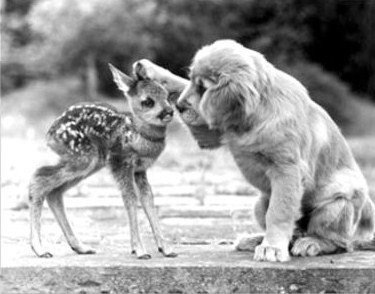 crownsupblog's tweet photo. The gentleness of a dog is truly divine. #dogsarelove https://t.co/SqOBYmIydR