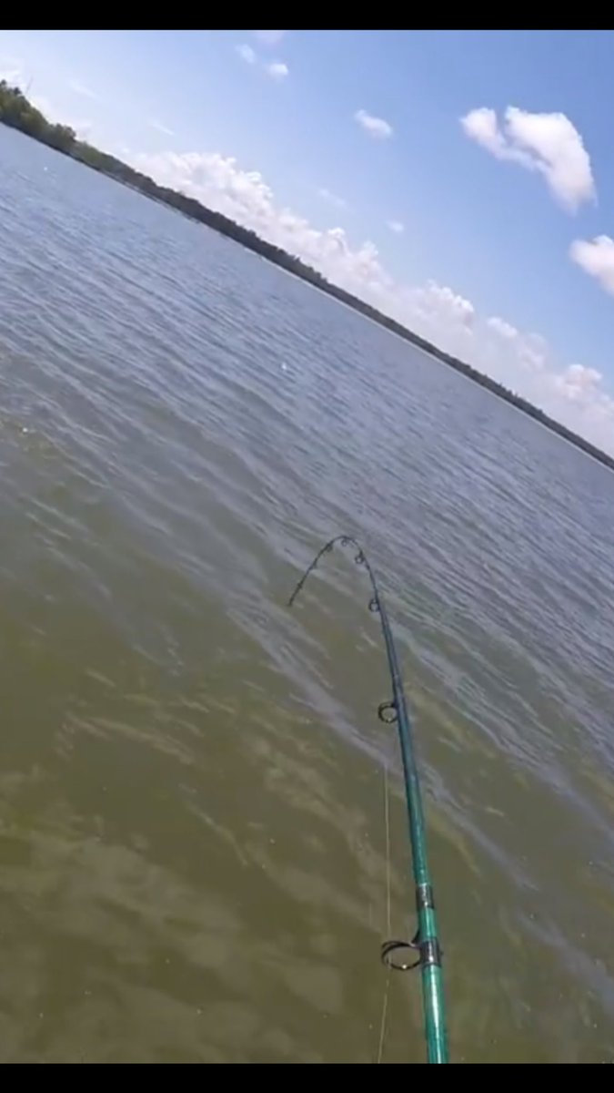 BentrodTherapy's tweet photo. And once again there's a tarpon on the other end. #BentRodTherapy @MissAnnieChtrs @RealSaltLife @FinandField https://t.co/nUhmObaRJr