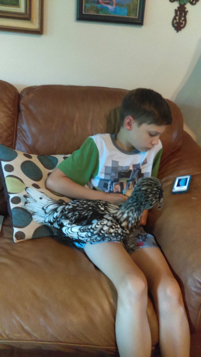 MarlaComley's tweet photo. JACE enjoying summer with his pet chicken Tucker https://t.co/1qbmSnBa03