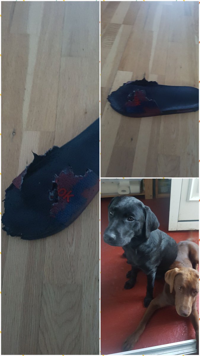ChilliShar's tweet photo. No more sandles 😂😂#labrador #teamwork is making them even crazier.  #whichonedidit 
#Koba v's
#HarleyQuinn https://t.co/OCGXCyTUbc