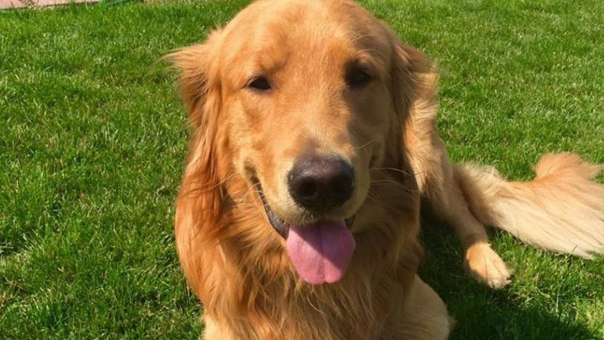 Golden retriever digs up $85,000 worth of heroin in backyard bit.ly/2uYX7DM?utm_me… https://t.co/4H6G4QNCmv