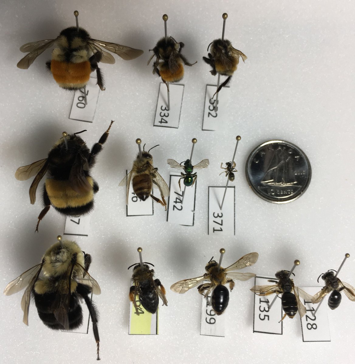 SunburyShores's tweet photo. TMRW 2-4pm #PowerofPollinators talk with Dr. James Whitehead & Dr. Don Ostaff at Sunbury Shores @NatureNB @ganongpark1 @cc_nb @NatureTrustNB https://t.co/uqTrHuzu1I