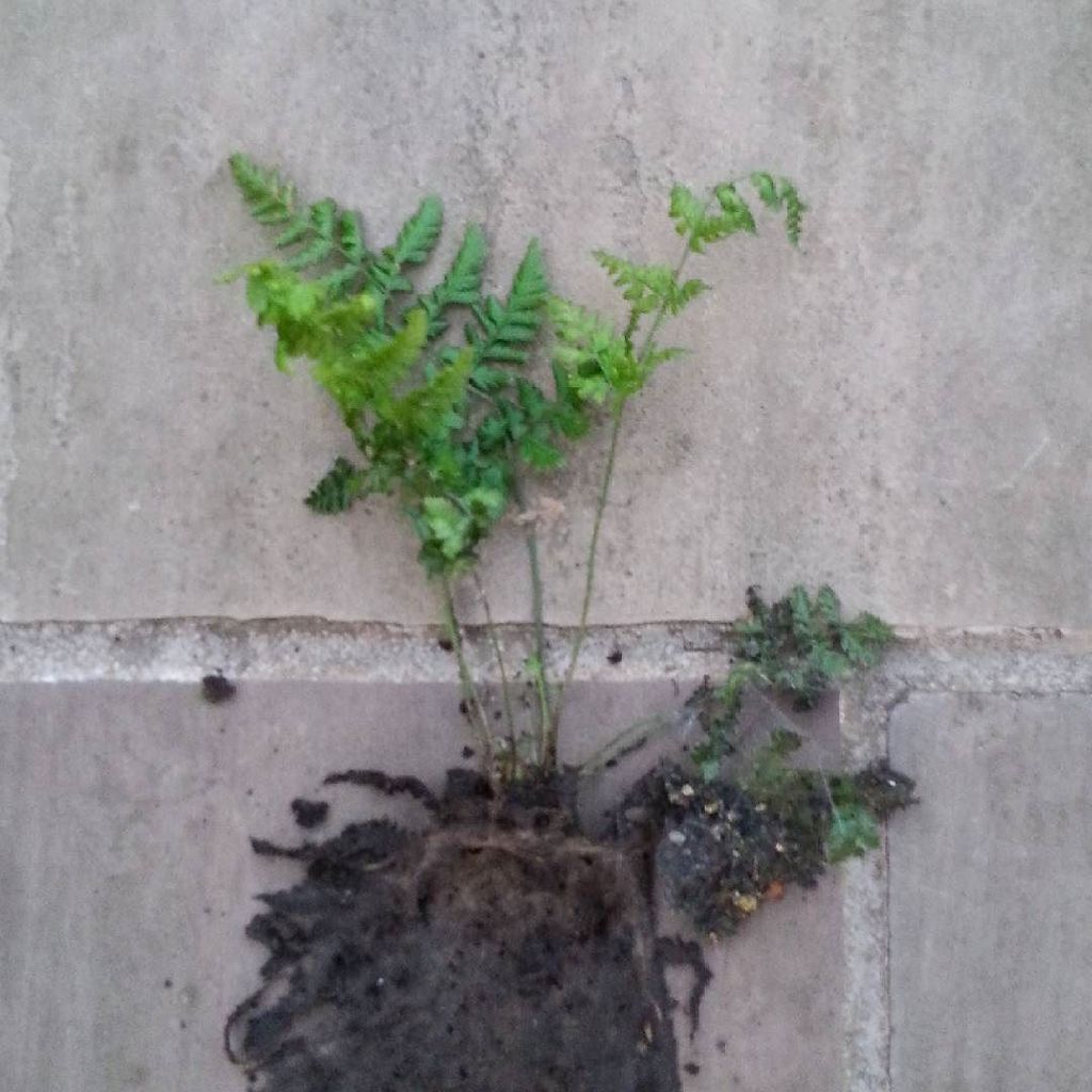 Archiewonderdog's tweet photo. I've been thinking about getting some ferns and have just found this one growing in the downpipe on the conservatory. Shall I keep it?!! https://t.co/yYhFv60Nut
