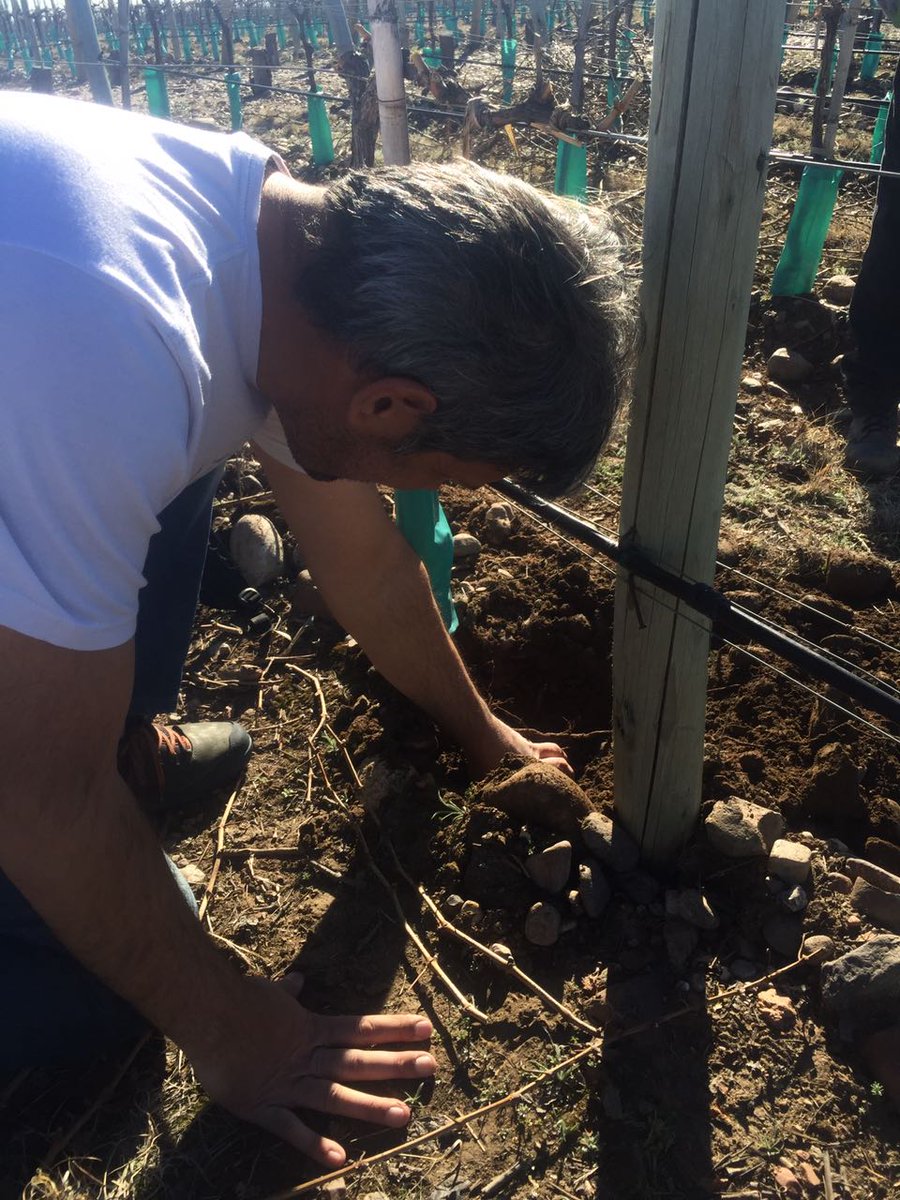 MetzooOK's tweet photo. Gran trabajo del equipo de Metzoo. #ArgTech #Campo #Viñedos https://t.co/KZJWjbp3Kg