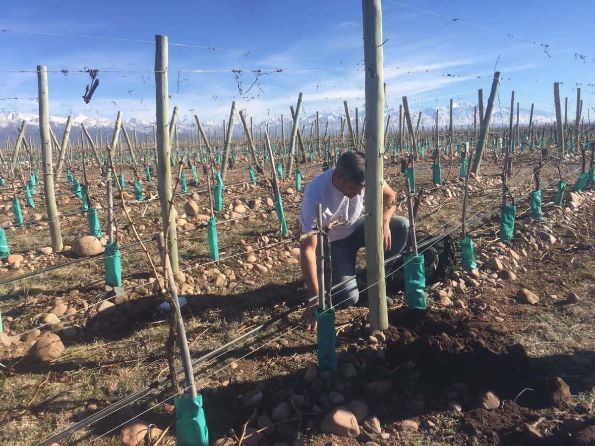 MetzooOK's tweet photo. Gran trabajo del equipo de Metzoo. #ArgTech #Campo #Viñedos https://t.co/KZJWjbp3Kg