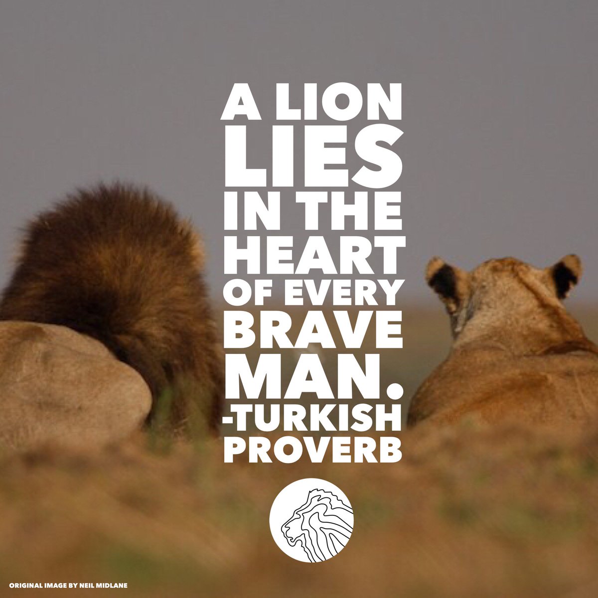 And a lioness in every woman's. ❤️#lion #Caturday