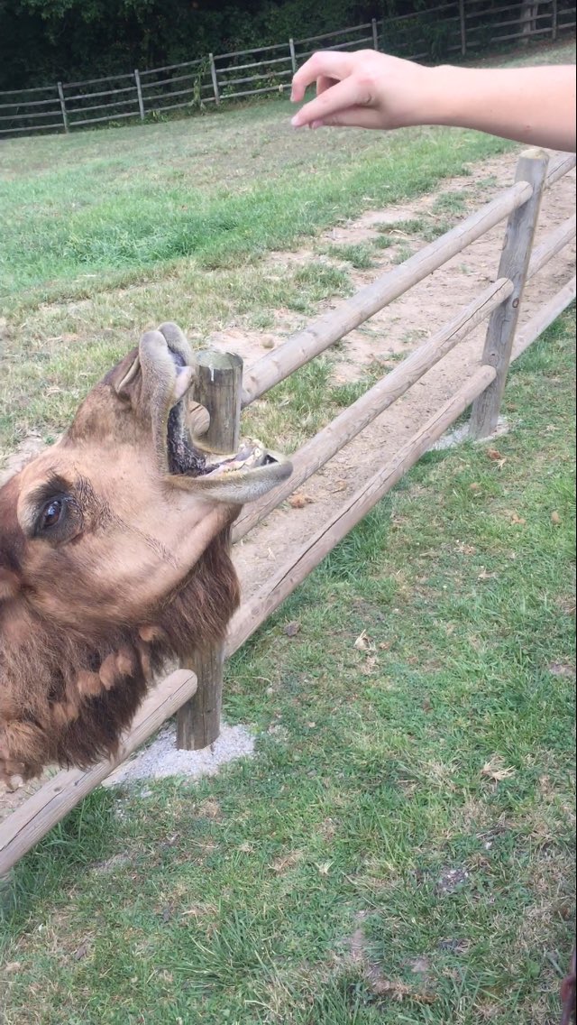 MUfeelin22's tweet photo. Today can be very difficult...look at Melvin the Camel to make you feel better! https://t.co/9UXUBB3U5a