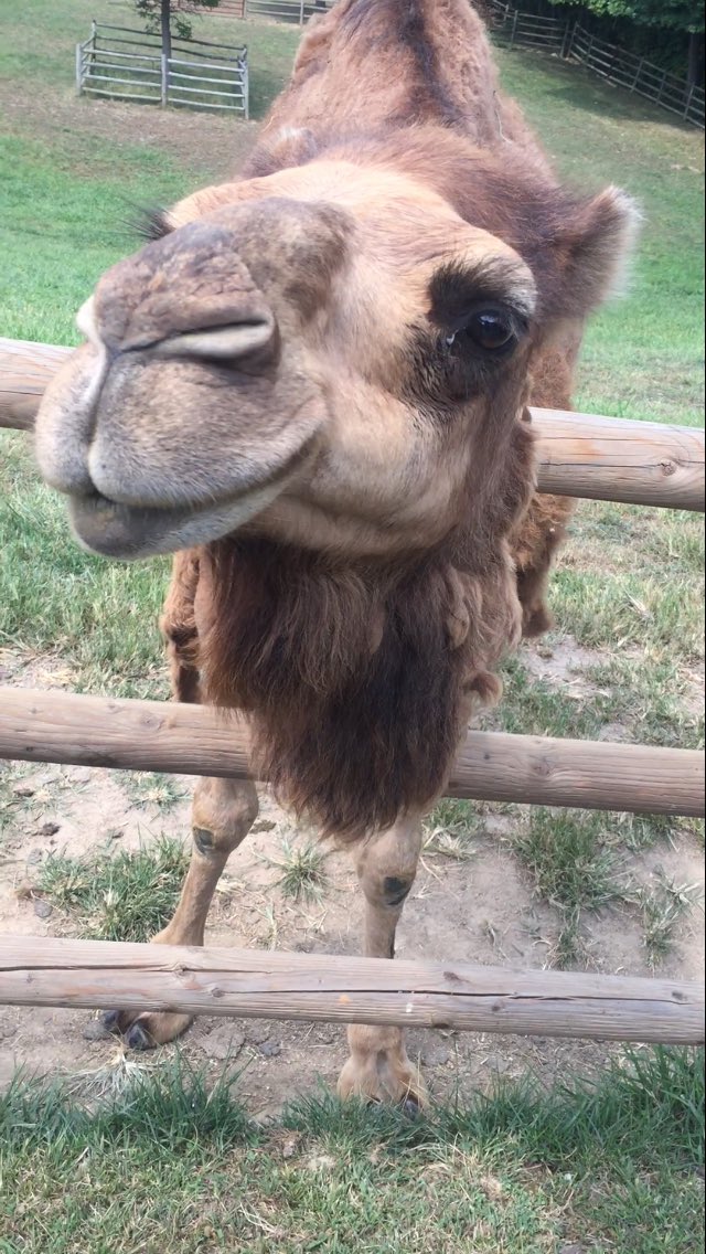 MUfeelin22's tweet photo. Today can be very difficult...look at Melvin the Camel to make you feel better! https://t.co/9UXUBB3U5a