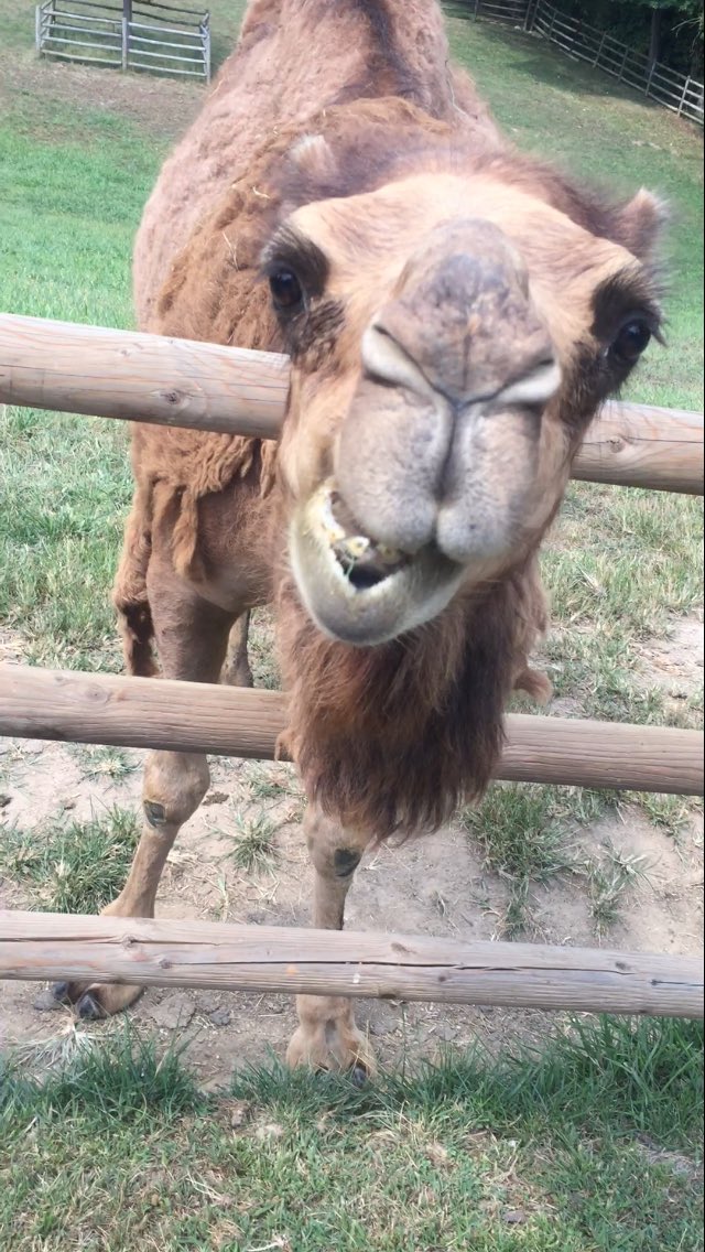 MUfeelin22's tweet photo. Today can be very difficult...look at Melvin the Camel to make you feel better! https://t.co/9UXUBB3U5a