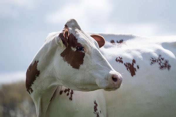 Melkveehouderij haalt fosfaatreductie, zie tweedekamer.nl/kamerstukken/b… Boeren &amp; boerinnen leveren een prestatie van megaformaat.