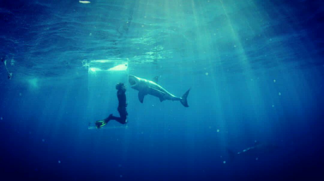 . <a href="/DickieChivell/">Dickie Chivell</a> is on Instagram check out his profile instagram.com/dickie_chivell/ #sharks 📷 <a href="/ABC4EXPLORE/">Andy Casagrande 🔥🦈🔥</a>