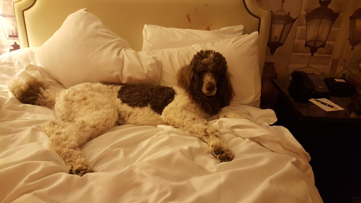 AliBrooks24's tweet photo. My parents picked a hotel with a "yappy hour" for dogs and then sent me this because he refused to go. #favoritechild #royalty? https://t.co/DcxStmiuLw