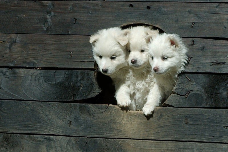 Imgur on Twitter: "Cerberus as a puppy, guarding the gates to heck