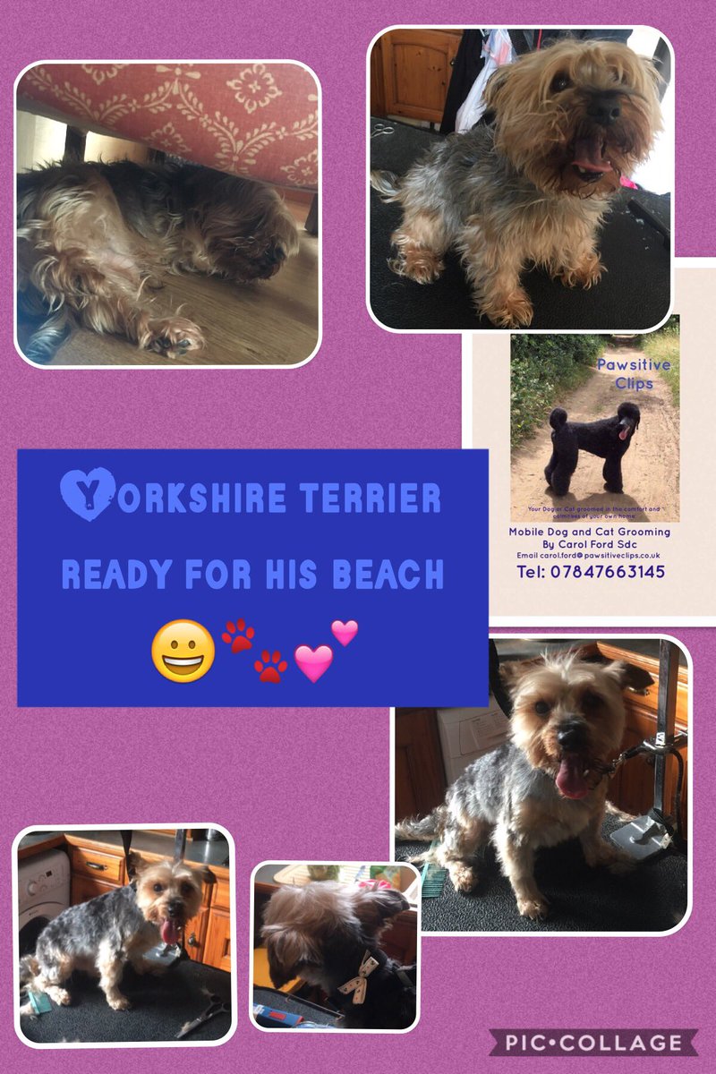 PawsitiveClips's tweet photo. @josephinebolt @kempstontownfc @PawsitiveClips @FelceJuliette @FleurFraser https://t.co/ZGjnavJHEB