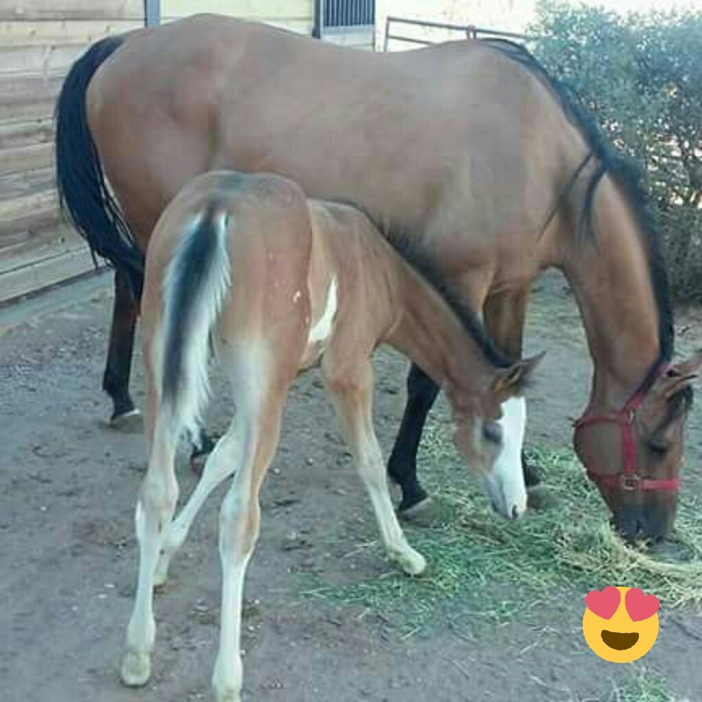 blueMTNfarms's tweet photo. #pinto #halfarab #sabino #bluemtnfarms #arabianhorses #halfie
1/2 Arabian foals by
AAR KHLASSIC RIVER https://t.co/iJEuLtRUXn