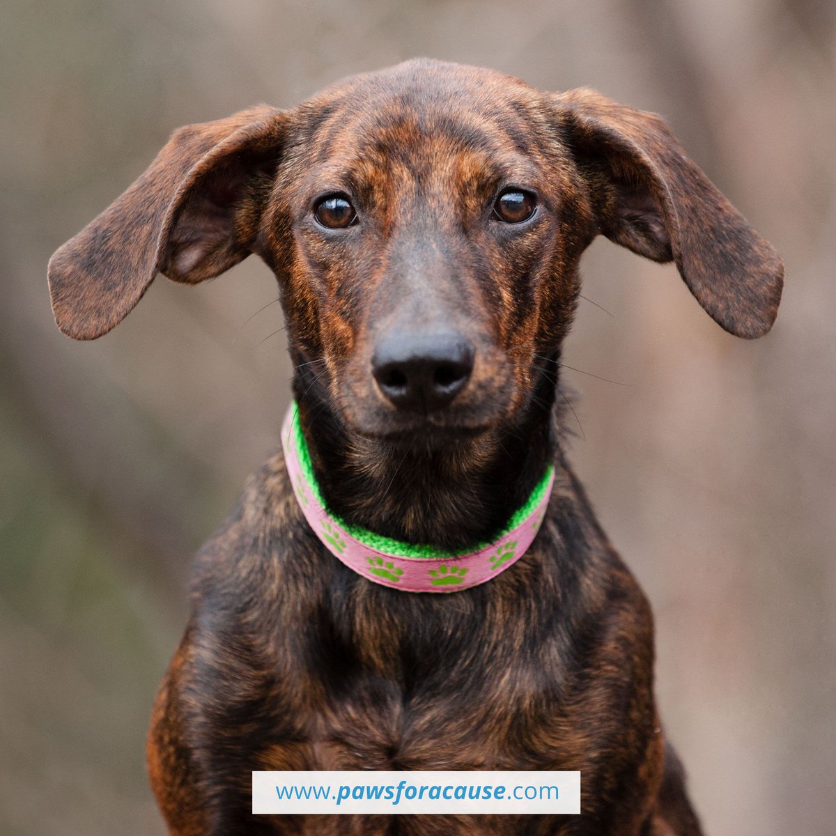 Paws For A Cause tweet media