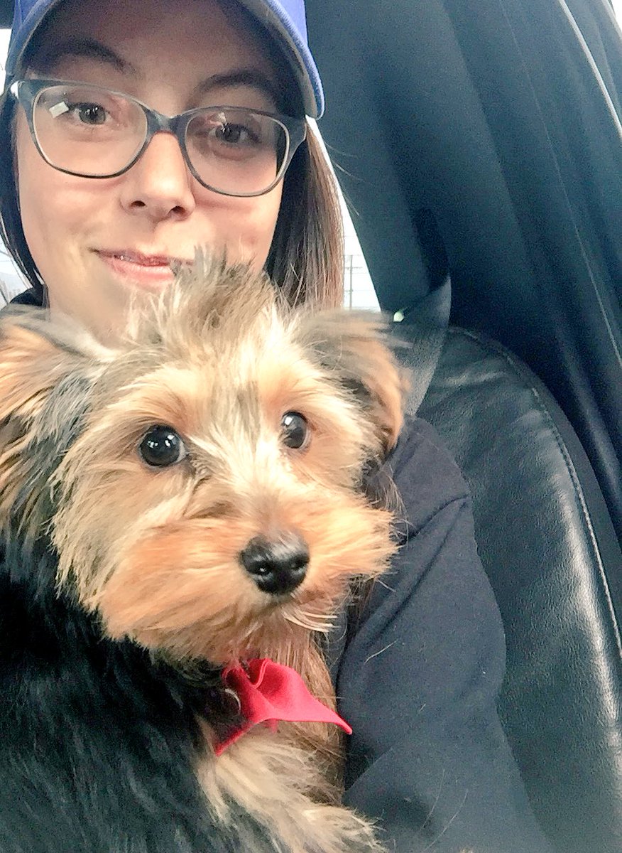 Megan__Bernard's tweet photo. Phillip's first grooming todayy #yorkie #tinyupdates #bowtie https://t.co/hBJgPzYtg4