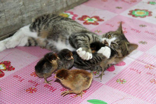 favogram's tweet photo. You Won't Believe How This Beautiful Tabby #Cat Lovingly ... - https://t.co/6wNIHaSf17 #Animals #Awesome #Cats #Cute #Cuteness #TabbyCat https://t.co/PyV0cj08mj