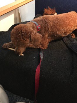 millypod1's tweet photo. 🆘#Lost #ScanMe YOUNG Toy Poodle Male 
Mackie Avenue #Patcham #Brighton #BN1
RECENTLY GROOMED.
#BN2 #BN3 #BN45
https://t.co/AOXPcXbDoi https://t.co/VBfFSHqs03