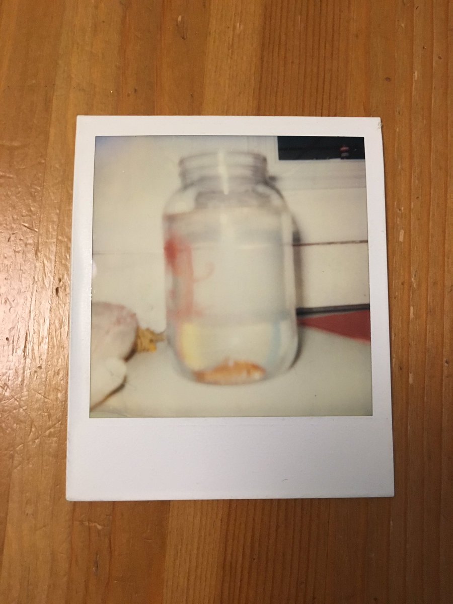 melodytash's tweet photo. When I was young I took photos of everything with my #Polaroid #camera. Here's a photo of a photo of my dead #goldfish. It may be my 1st pet https://t.co/O9rsUi1Cxv