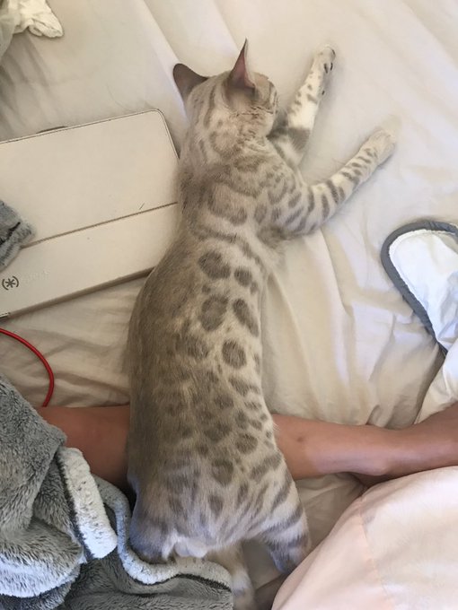 @littlekeish @nigel_dictator You should prob feel bad for my cat too then he seems to hate me as well:(((<a class="tags" href="/tag/littlekeish">@littlekeish</a><a class="tags" target="_blank" title="On Twitter" href="/?out=eyJ0eXAiOiJKV1QiLCJhbGciOiJIUzUxMiJ9.eyJpYXQiOjE3MjUyMDM1NjIsImlzcyI6InR3cG9ybnN0YXJzLmNvbSIsIm5iZiI6MTcyNTIwMzU2MiwiZXhwIjoxNzU2NzM5NTYyLCJyZWRpcmVjdF91cmwiOiJodHRwczovL3R3aXR0ZXIuY29tL25pZ2VsX2RpY3RhdG9yIn0.ZdM3CpaXkTSbbLCCBZavUUcJjJVdi9MEeqV1A4gX8xgMDlzwWDxVkdjvNMyRfsXmO4Zserv8zsOX-XNwnSp2qQ">@nigel_dictator</a><a href="/tag/fan"class="tags"><span>#fan</span></a>