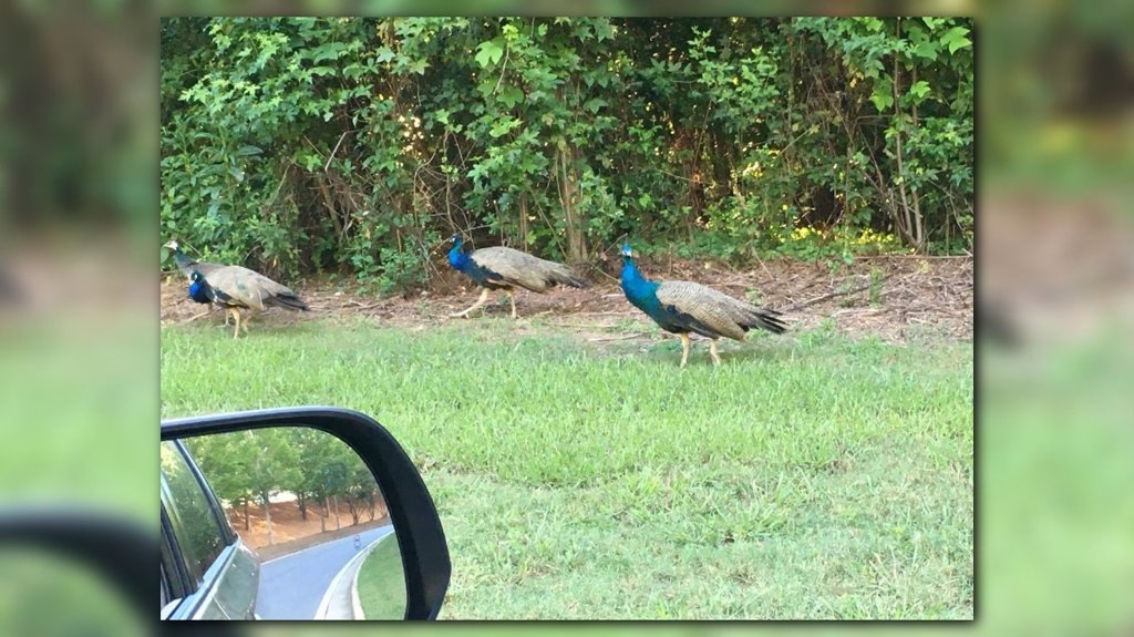 Peacocks on the loose in Canton on.11alive.com/2wibGXD https://t.co/YDq8wLYmyN