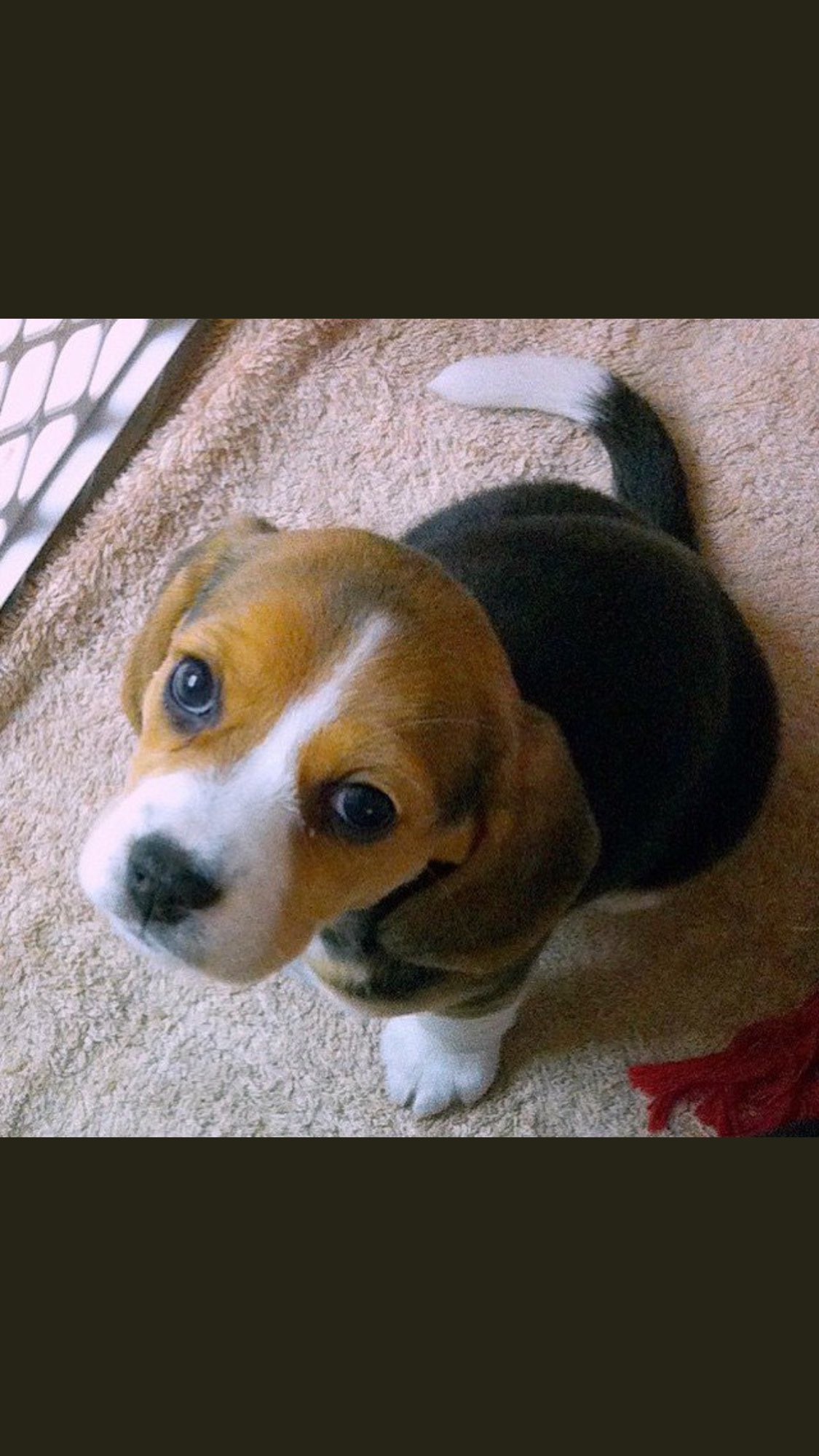 Trop Choupinou Trop Chou Dog Dogs Mimi Pet Chiot Chiots Craquant Dogday Dogstagram Dogsoftwitter