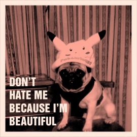 creepyfamily7's tweet photo. No me odien por ser bello #PugadBaboy #PugOfInstagram #PUGB #puglife #puglovers #pugwag #pugoftwitter #pugprom2017 #pug #dog #purina https://t.co/5B6rSIZPOC