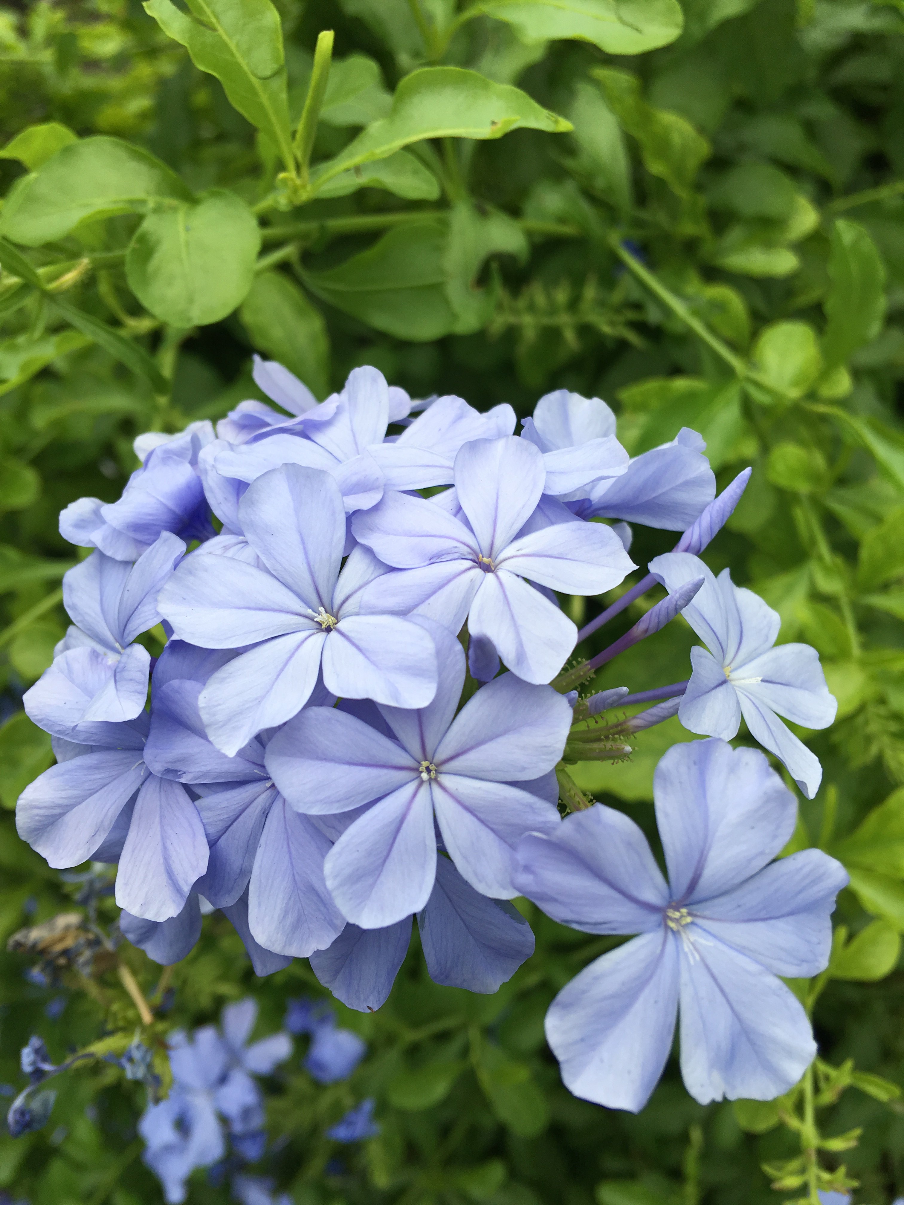 Crystal Art Box プルンバーゴ ルリマツリ 瑠璃色に魅せられて 青藤色の花が風に揺れるさまは涼しげです 南アフリカ原産ですが 熱帯の花とは思えないほど優美で繊細 初夏から秋にかけて 細くしなる茎の先に涼しげなフロックスに 似た花を穂状に