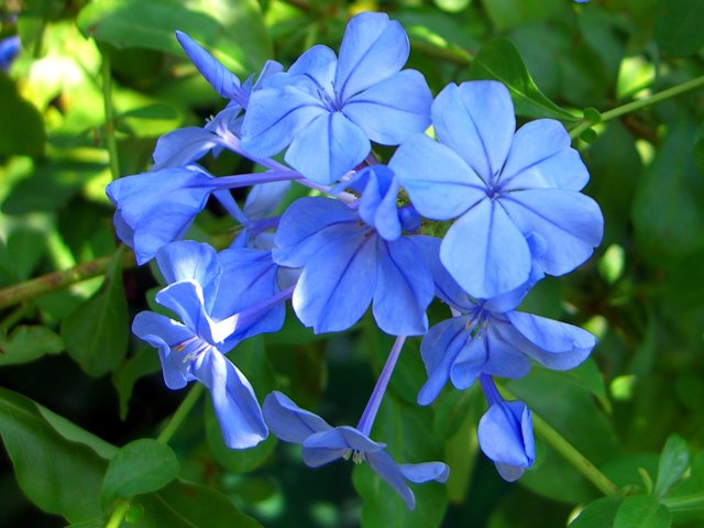 Crystal Art Box プルンバーゴ ルリマツリ 瑠璃色に魅せられて 青藤色の花が風に揺れるさまは涼しげです 南アフリカ原産ですが 熱帯の花とは思えないほど優美で繊細 初夏から秋にかけて 細くしなる茎の先に涼しげなフロックスに 似た花を穂状に