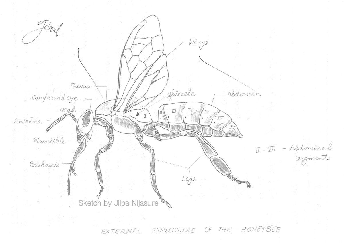 JilpaPN's tweet photo. From #MyArchives #CollegeJournal #Entomology #HoneyBee an important #Insect for #Pollination and #FoodProduction #WorldHoneyBeeDay https://t.co/dlVi7WGOaH