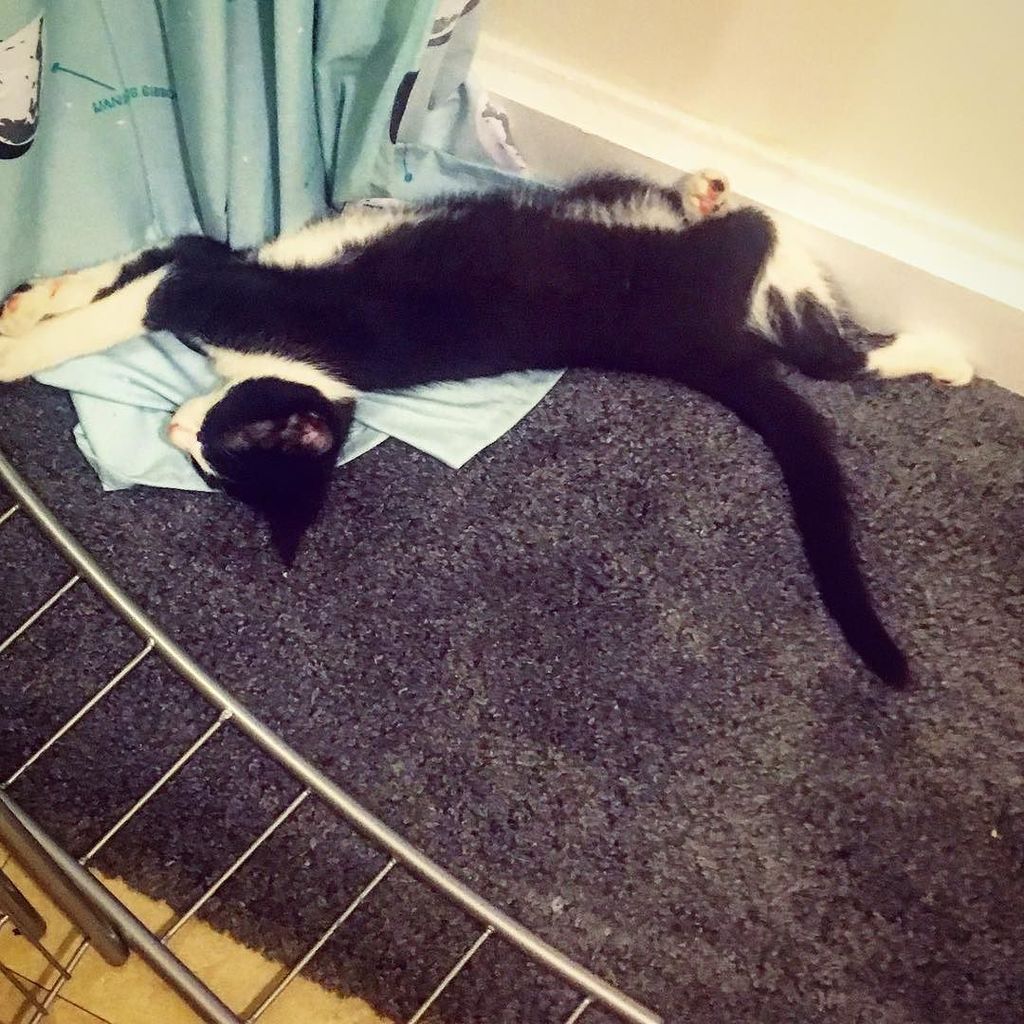 BarefacedDesign's tweet photo. Simon helpfully fell asleep while I was putting bathroom shelves together; after 20 minutes of being a son inthe a… https://t.co/hLy3Zg6kyl https://t.co/4RhIL7AtmY