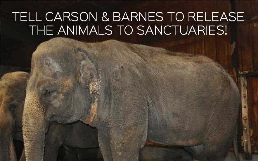 peta's tweet photo. Help us make this #CarsonAndBarnes last season EVER! Urge them to retire all animals to sanctuaries now. https://t.co/JSn8ugX4Do https://t.co/VnYaFtMCLH