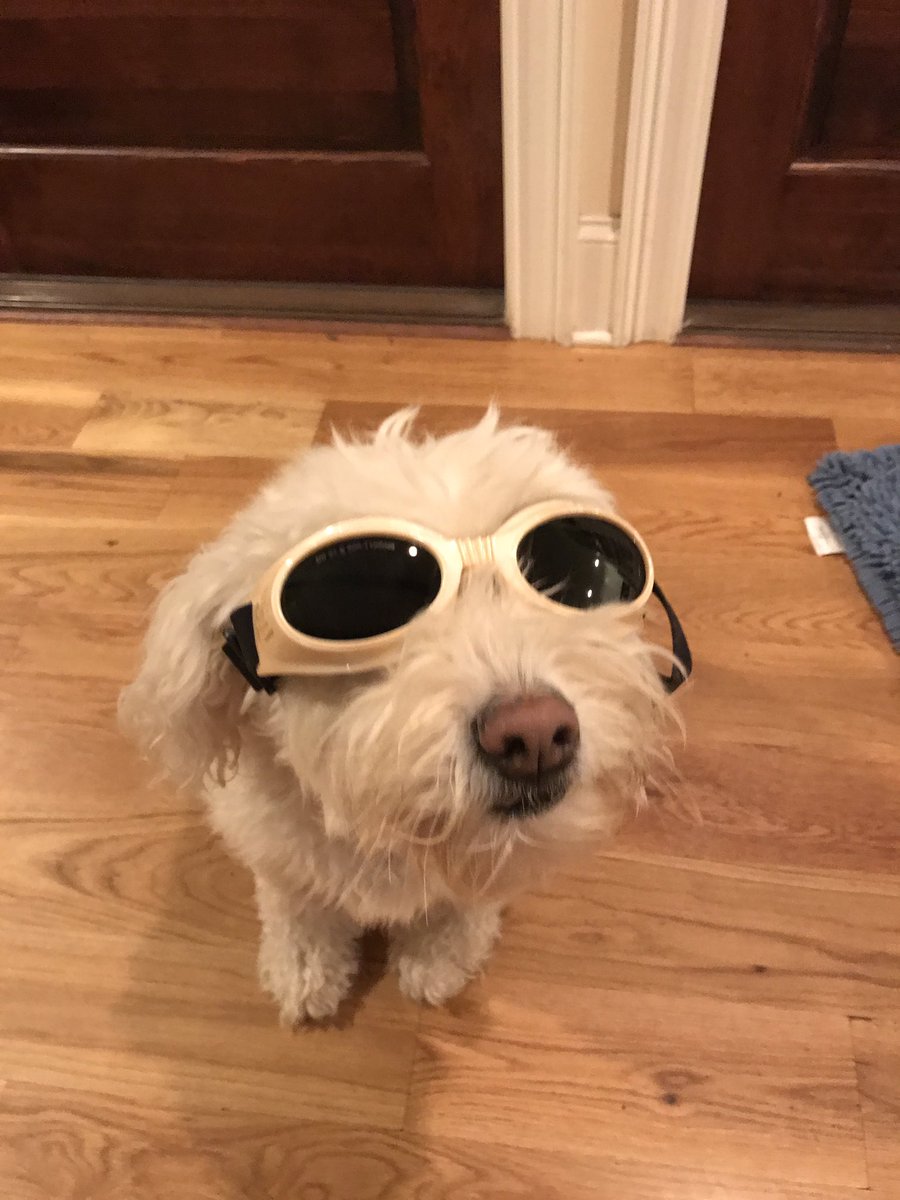 dogemama's tweet photo. Feeling left out with the eclipse glasses so put on my laser glasses! https://t.co/QW5Cehvwon