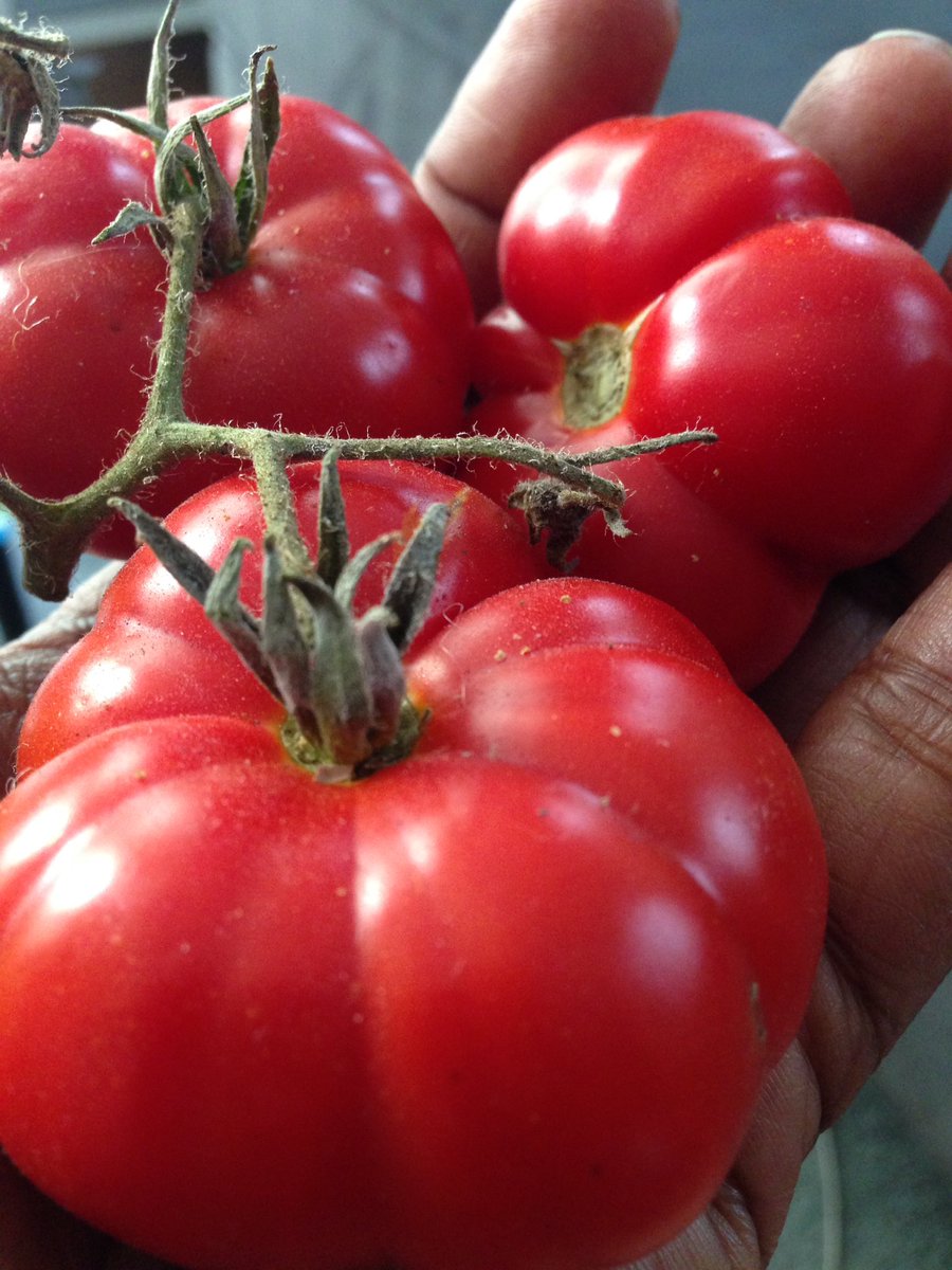 StMonicaRoots's tweet photo. Gorgeous Santorini tomatoes grown right here in Santa Monica! #greece #growyourown #urbanag https://t.co/8GRvm5RbB7