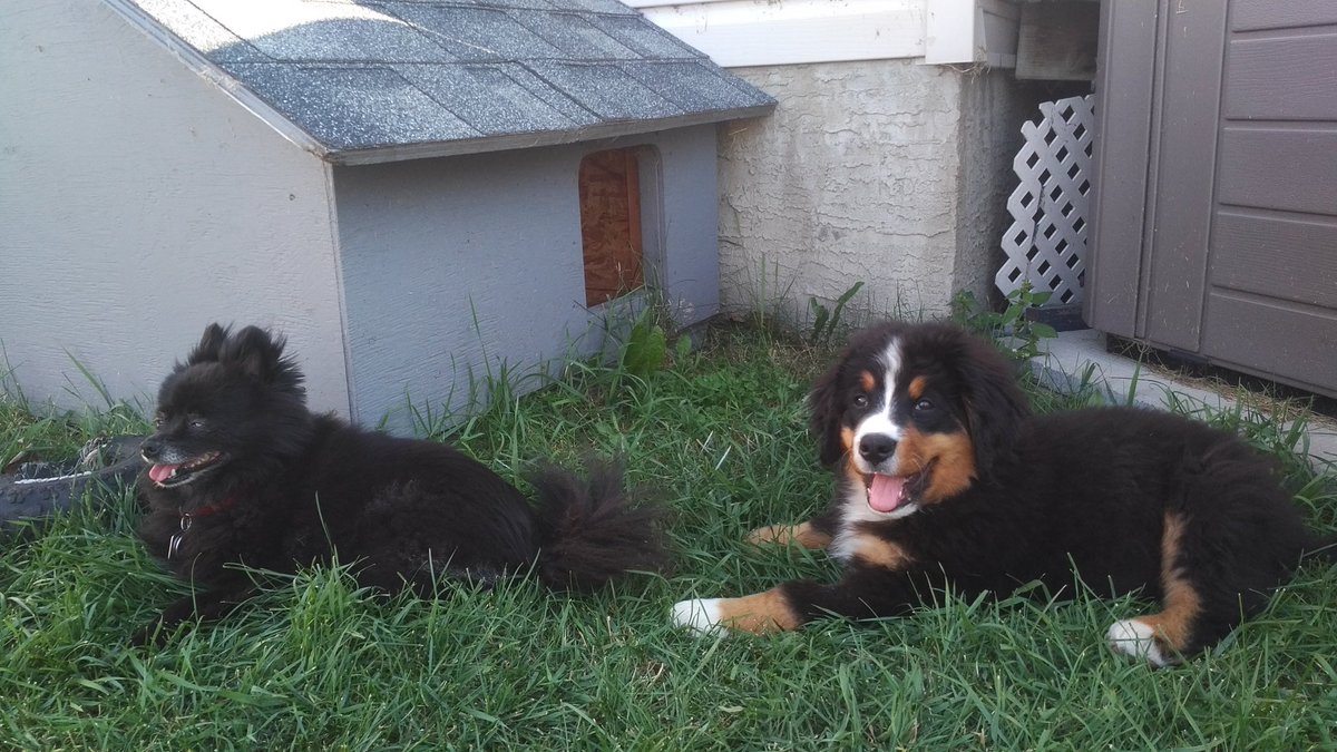 LaurelDolman's tweet photo. Babysitting. #PuppyPlaydate #PetParent #Pomeranian #BerneseMountainDog https://t.co/xcGRrIFFDk
