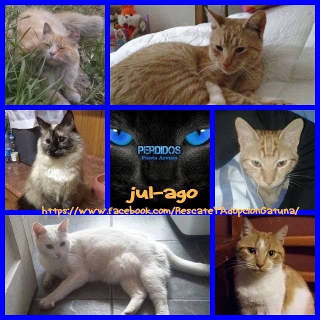 #PuntaArenas #puq Gatitos Extraviados info #FB facebook.com/RescateYAdopci… RT <a href="/picadaspuq/">Datos Puq</a> <a href="/Animalperdidocl/">Mascotas Perdidas</a> <a href="/MascotasCl/">buscando mascotas</a> 😟
