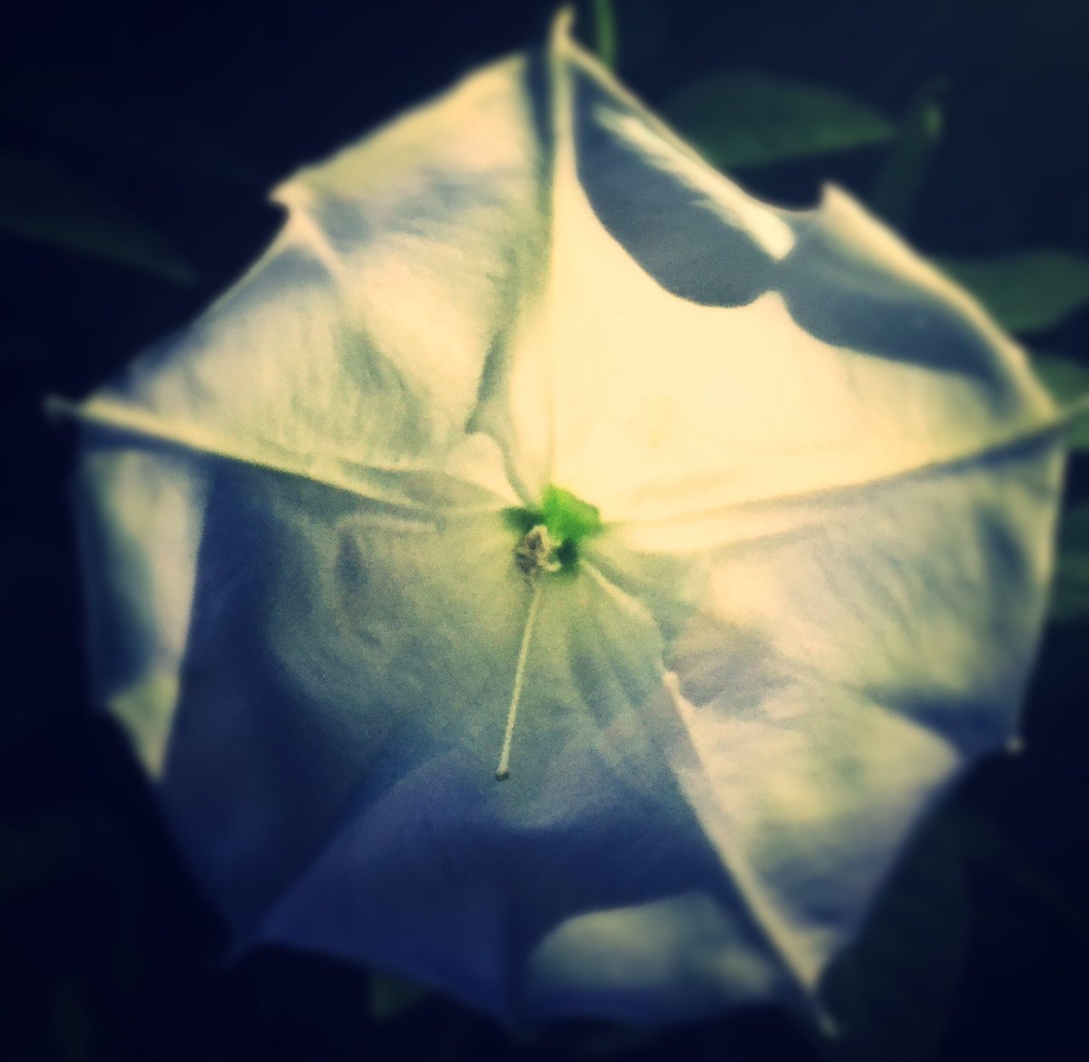 RevBeccaStevens's tweet photo. Eclipse in a night blooming trumpet flower #eclipselove https://t.co/EpCknME7Vf