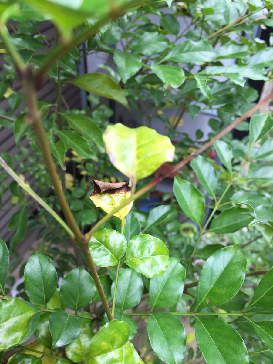 Yuki Murata Twitter પર どなたか植物 シマトネリコ に詳しい方いらっしゃいましたらアドバイスお願いします うちのシマトネリコ が葉の先端が茶色になって枯れてしまうんです 褐斑病かなと思ってサンボルドーを散布してみたんですが元気なくて 対策に悩んで