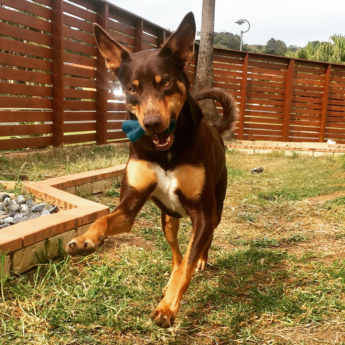 dominiquehaenzi's tweet photo. Playing with my dad #kelpie #livingthedream #surfbum https://t.co/tGjP3rjxE8
