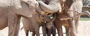 uwc_ea's tweet photo. We are looking forward to @CharleAFoley at #ISM next Wednesday for the Mountain Club talk with our @TAESafaris #SparklingElephantProject https://t.co/KELJn2FpER