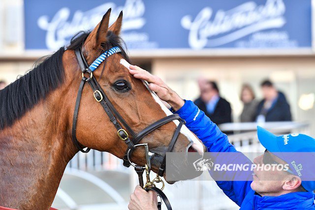 jtzaf's tweet photo. Some typically slick snaps from @Racing__Photos at @Caulfield today #CrownWitness #Hartnell #Quilista https://t.co/HqVGYA8DoZ