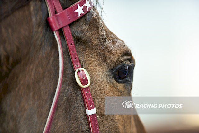 jtzaf's tweet photo. Some typically slick snaps from @Racing__Photos at @Caulfield today #CrownWitness #Hartnell #Quilista https://t.co/HqVGYA8DoZ