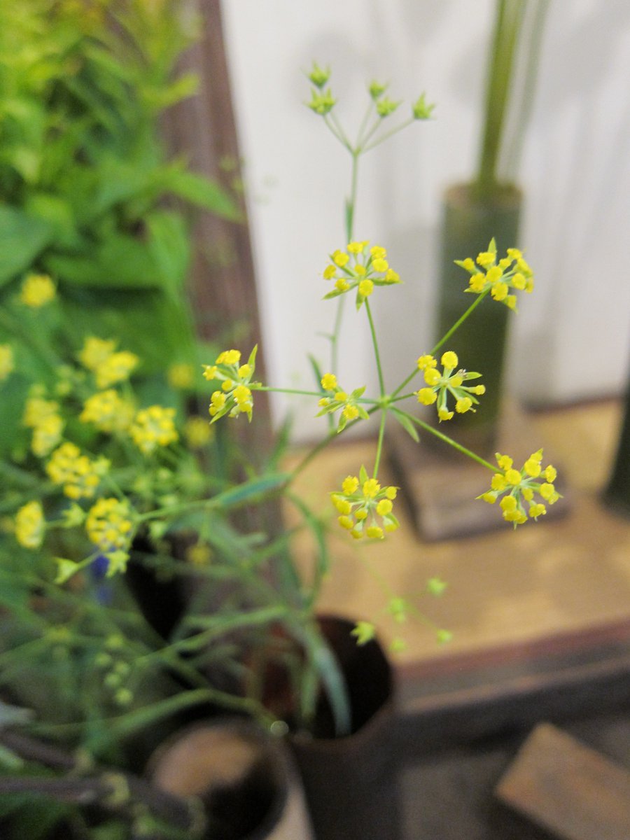 Uzivatel 野の花 司 茶房 野の花 Na Twitteru 夏の花によく合うミシマサイコ 紫系が多いこの時期の花を黄色の小花が引き立たせてくれます ミシマサイコ Uzivatel 野の花 司 茶房 野の花 Na Twitteru 夏の花によく合うミシマサイコ 紫系が多いこの時期の花を黄色の小花が引き立たせてくれます ミシマサイコ