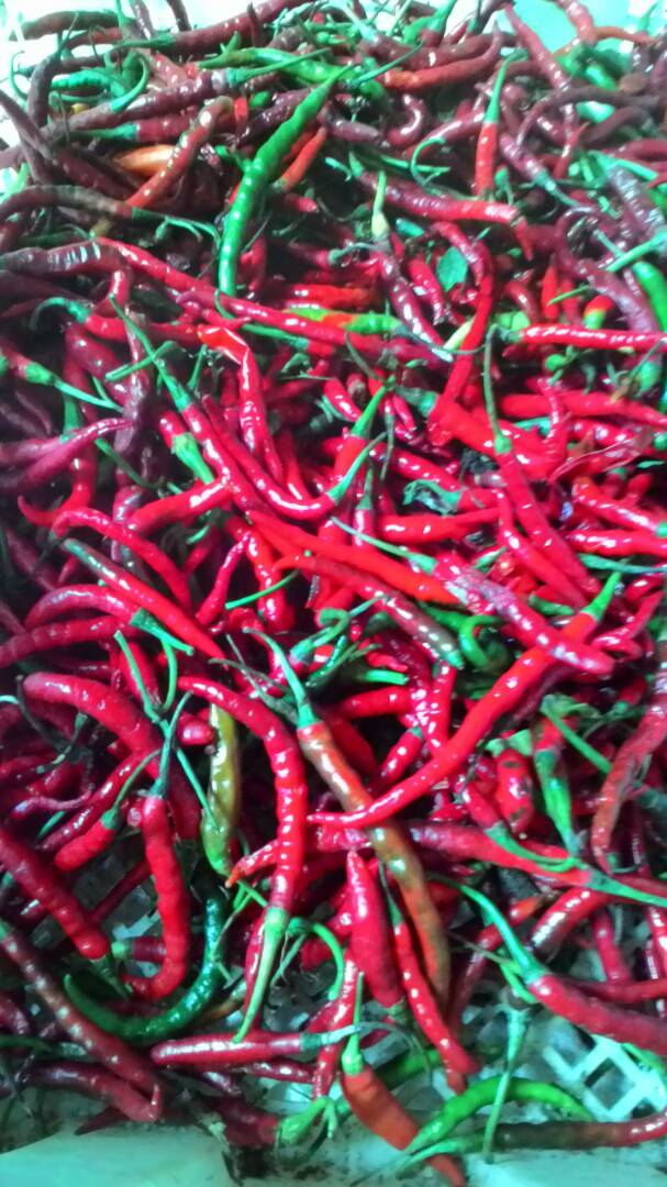 bmthasbuna's tweet photo. Harga #keritingmerah 19/08/2017 Rp 16.000,-/Kg di #pasarplayen #gunungkidul @JogjaUpdateCom @KabarGunkid https://t.co/kLQRwuwWR5