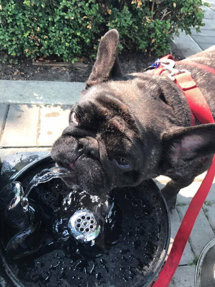 Just a friendly reminder from Oscar to stay hydrated!