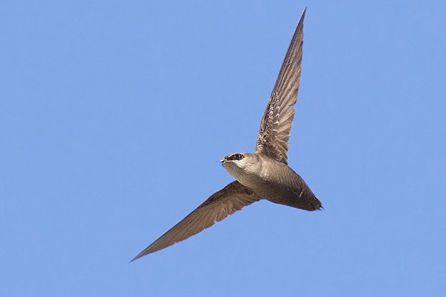 SwiftFest's tweet image. The oldest Chimney Swift on record was at least 14 years old when it was captured and released by a bird bander in 1970. #SwiftFest Aug. 19!