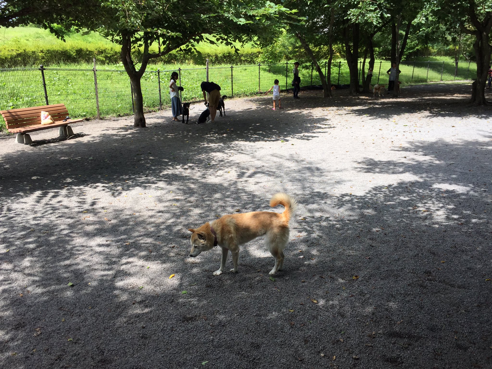 Uzivatel まちゃ Na Twitteru 軽井沢のドッグランにやってきたよ 道はそんなに混んでいないけれど 公園の駐車場は超満車 ツルヤ側の第2駐車場に 何とか停められたよ ドッグランも 観光客のワンコでにぎやか それにしても 軽井沢だというのにすごく暑いな