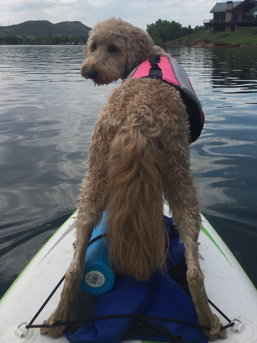 Dog_Named_Lily (dog_named_lily) Twitter